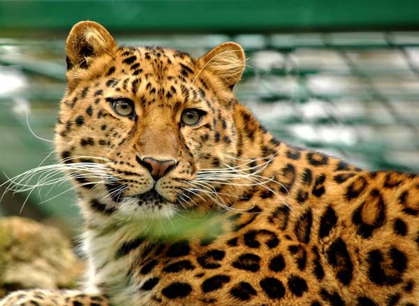 Letzte Chance für Amur-Leoparden