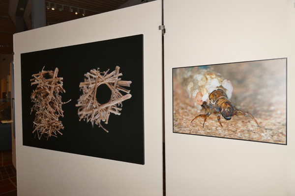 Blick in die ARCHITEKTIER-Ausstellung mit Fotos von Köcherfliegen-Larven. ©Ingo Arndt