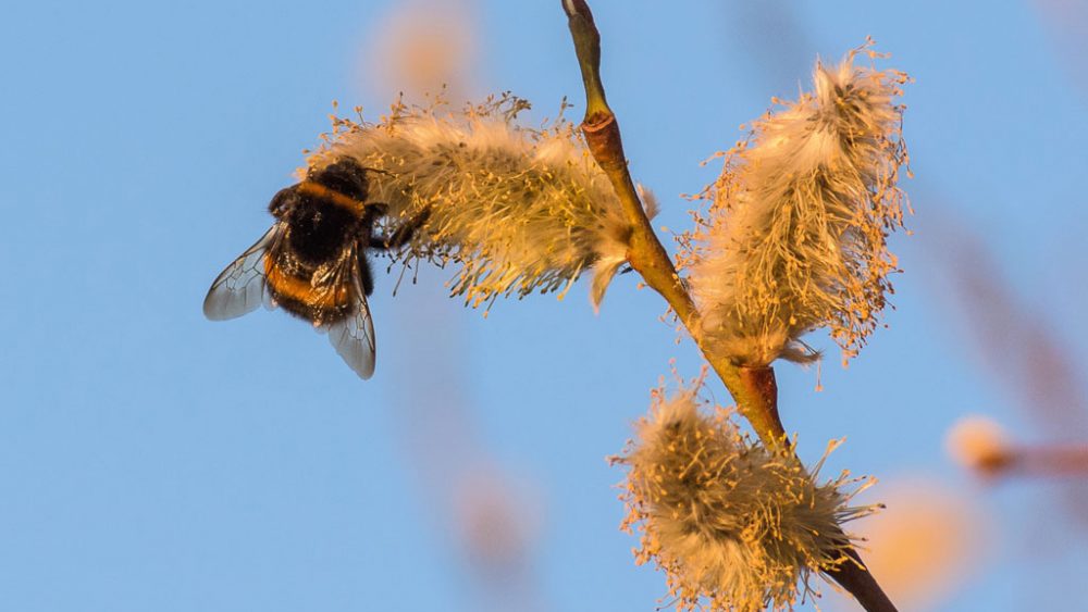 Biene auf Weidenkätzchen