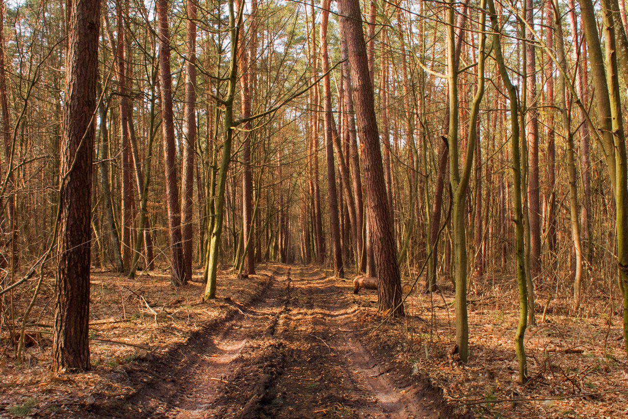 Wald in Senne